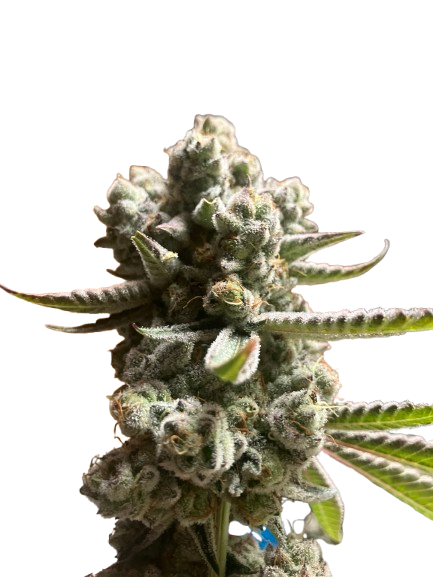Cannabis Strain 01