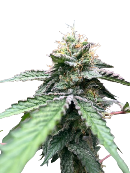 Cannabis Strain 02