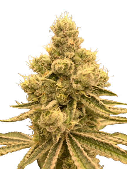 Cannabis Strain 03
