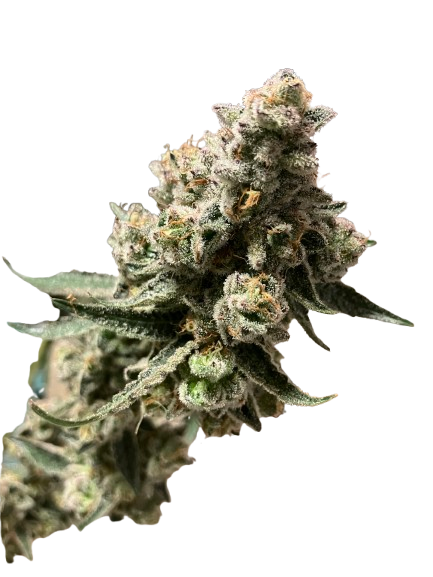 Cannabis Strain 04